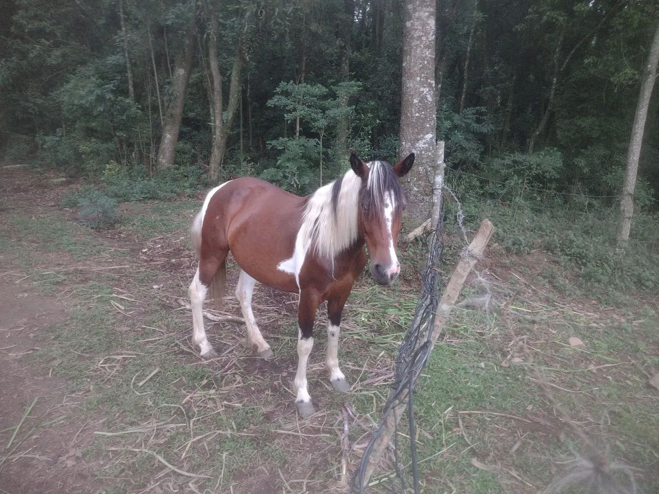Égua Pampa, lindo e dócil - Foto 2
