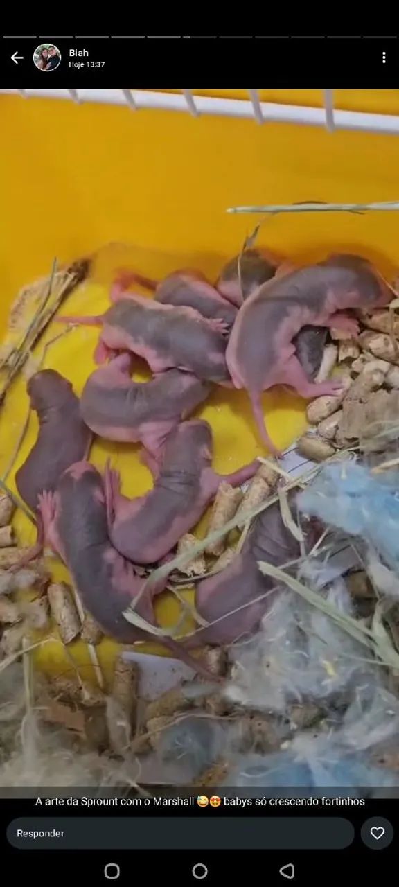 Filhotes de rato Twister  - Foto 3