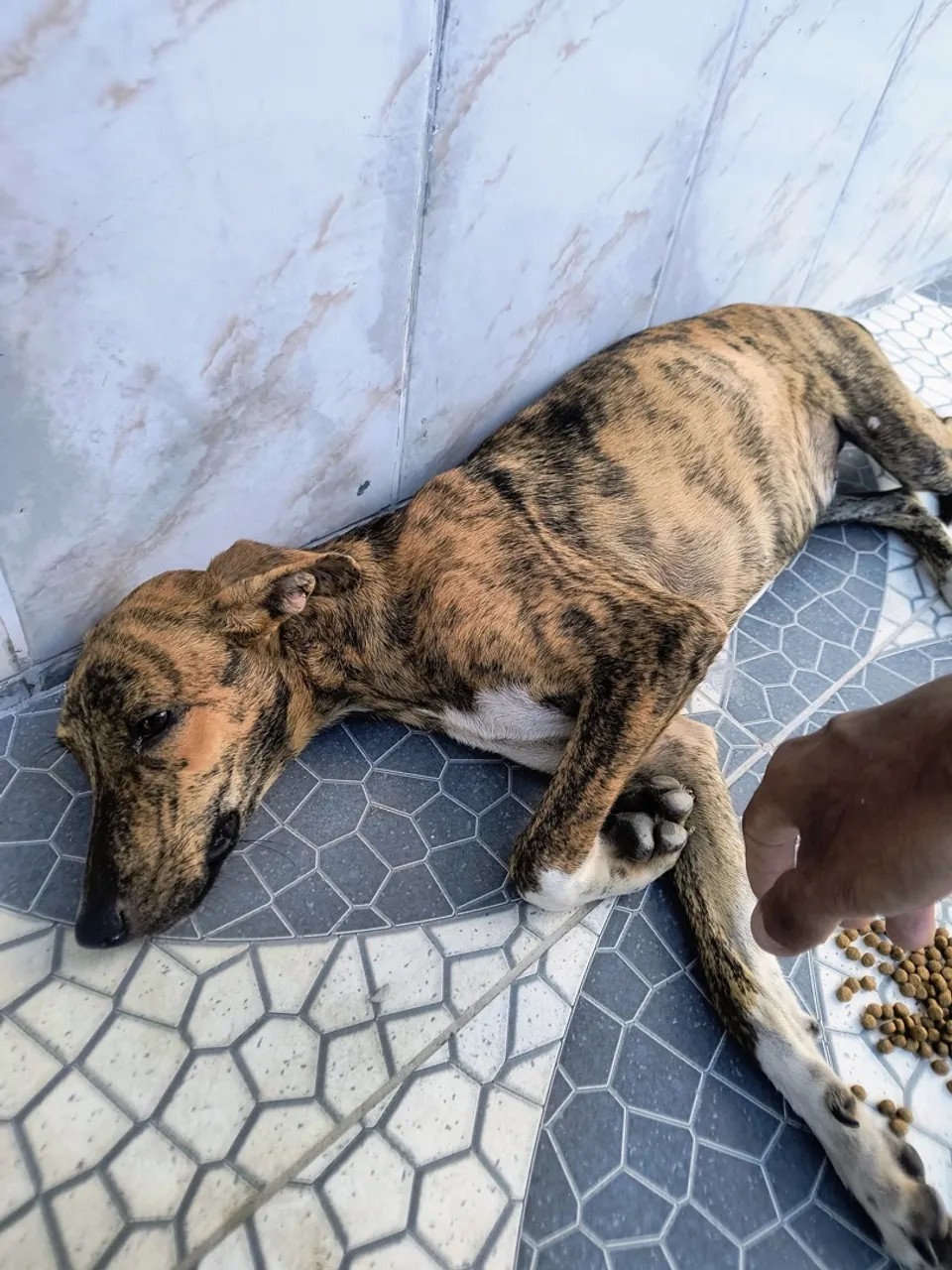 Cachorra filhote SRD linda para adoção