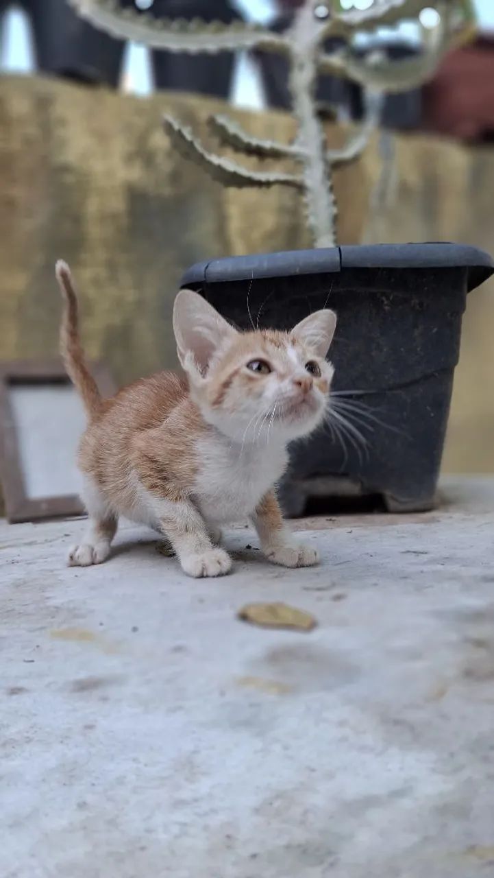Gato para doação 64298692531843124