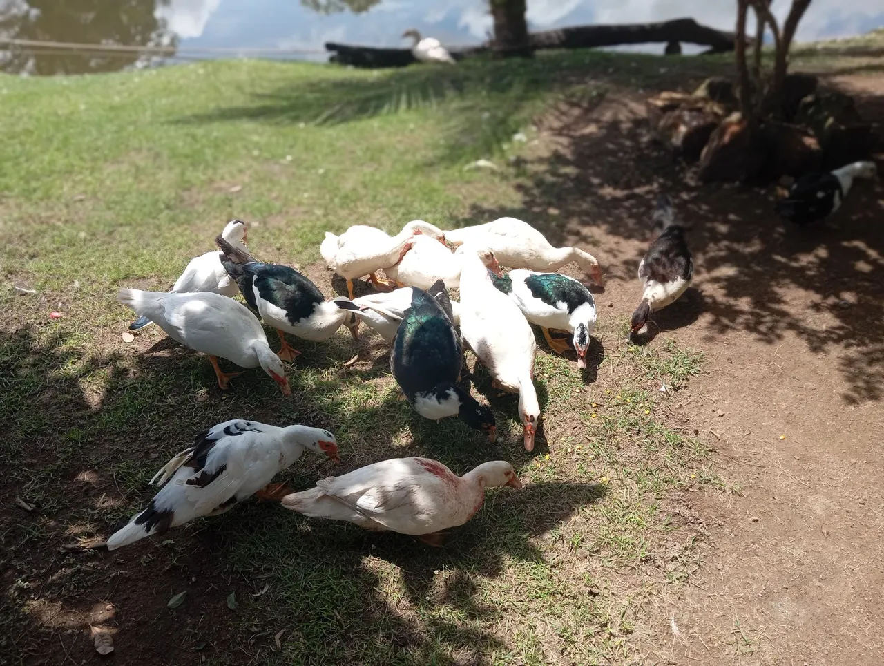 Patos Lindos para Venda