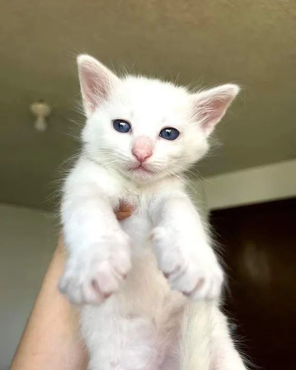 Russian blue white anti alérgico 