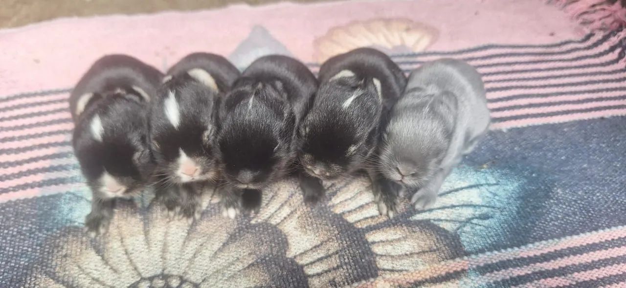 Coelho netherland anao - Foto 3