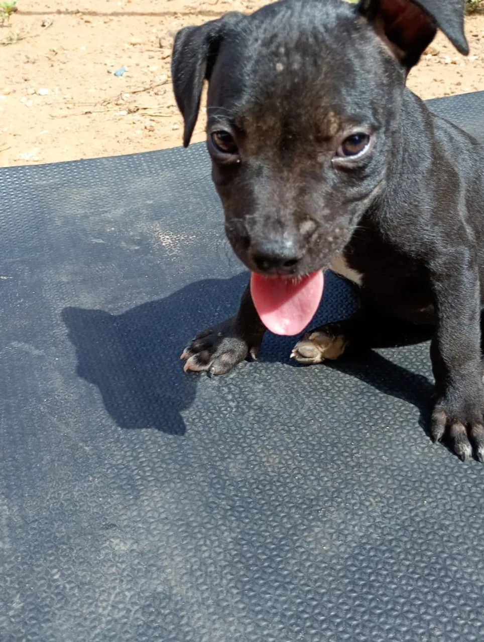 Filhote de Pitbull disponíve