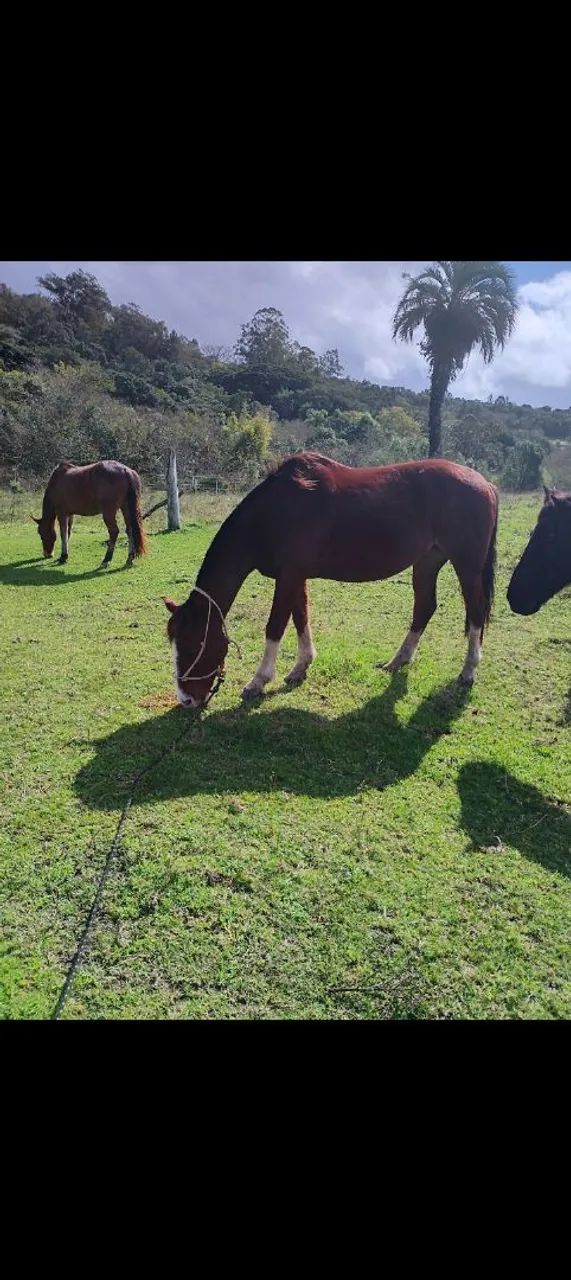 Vendo cavalo colorado  - Foto 3