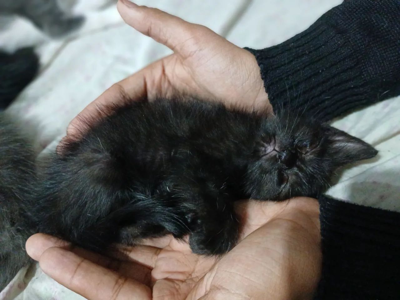 Doação de filhotes - Foto 2