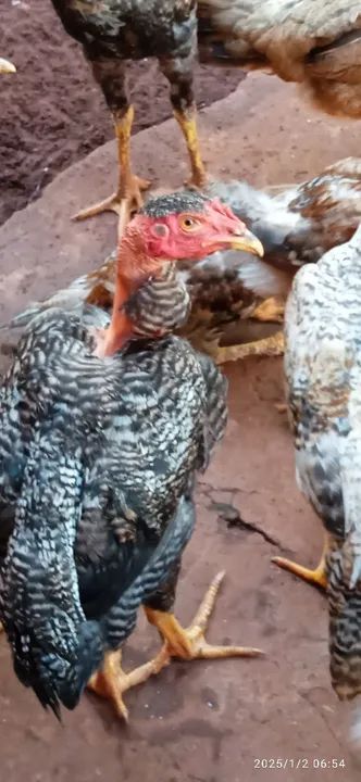 Frangos mestiço índio gigante  - Foto 4
