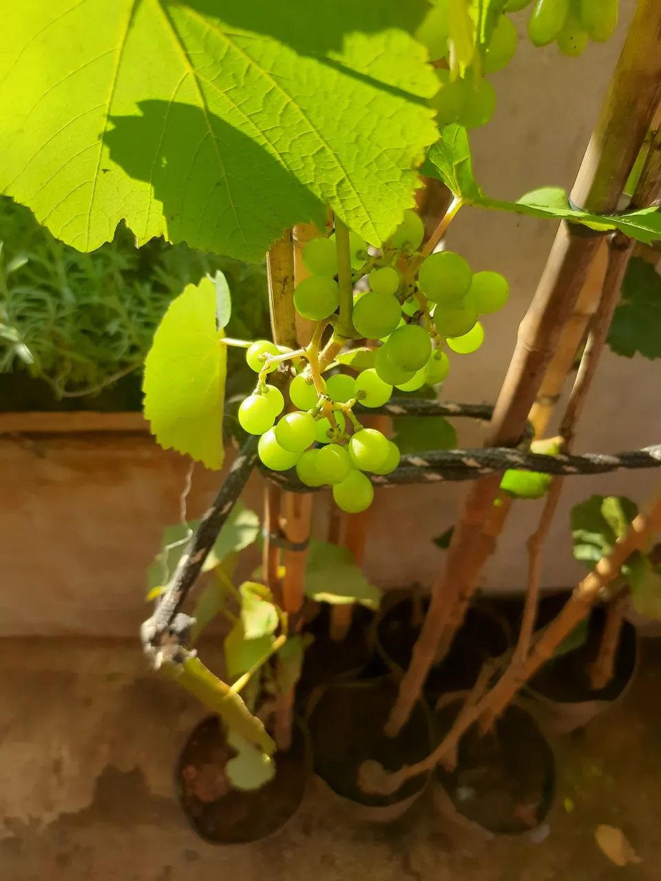 UVAS PRODUZINDO  - Foto 5