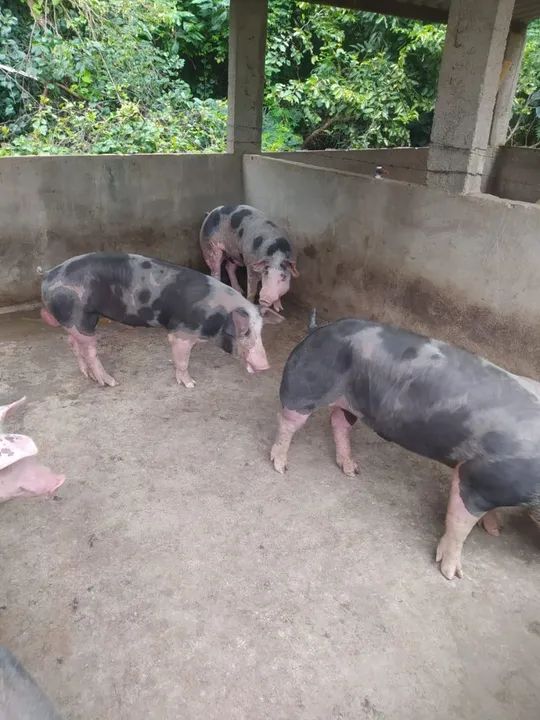 Vendo porcos pra matriz , reprodutor, e engorda 