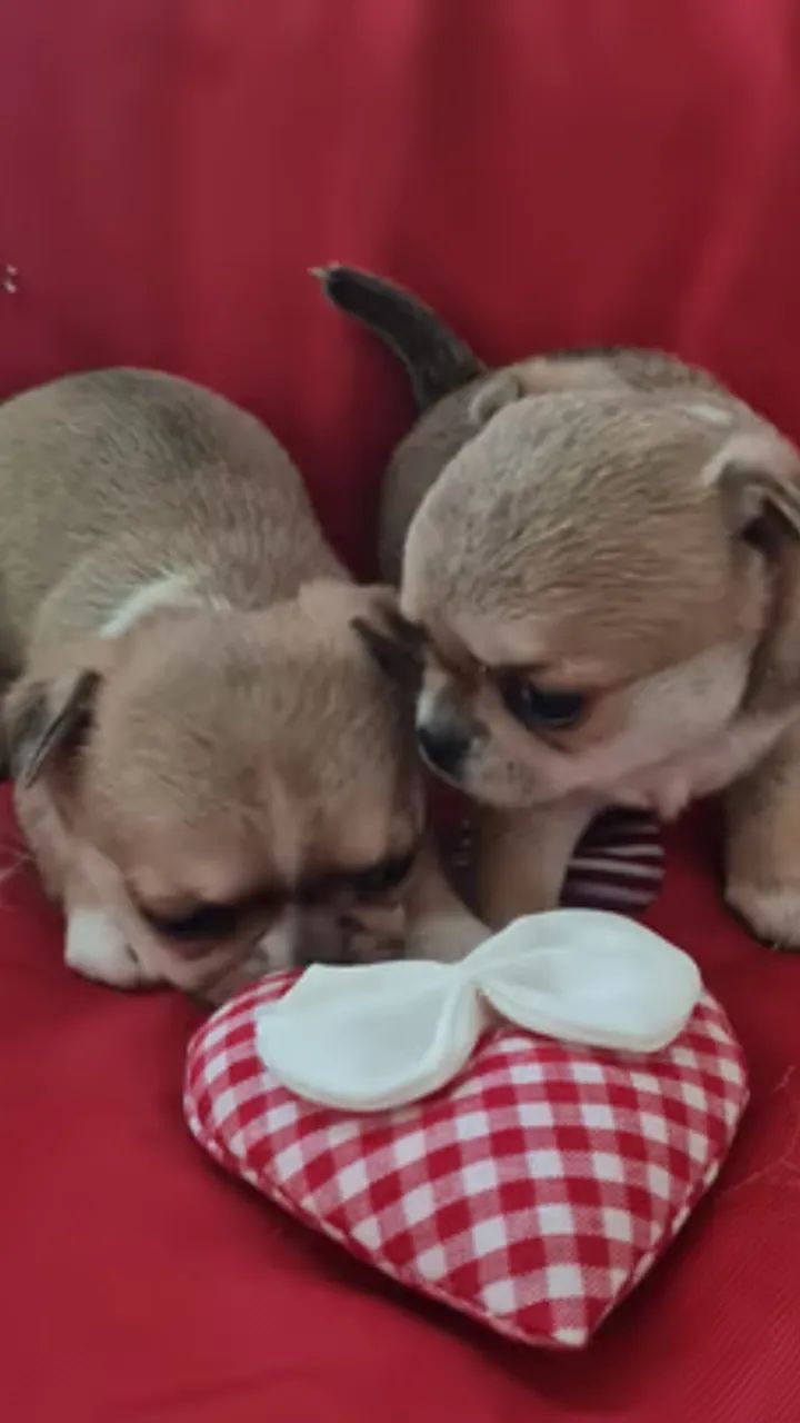 Chihuahua Miniatura com pedigree transferido e acompanhamento veterinário!