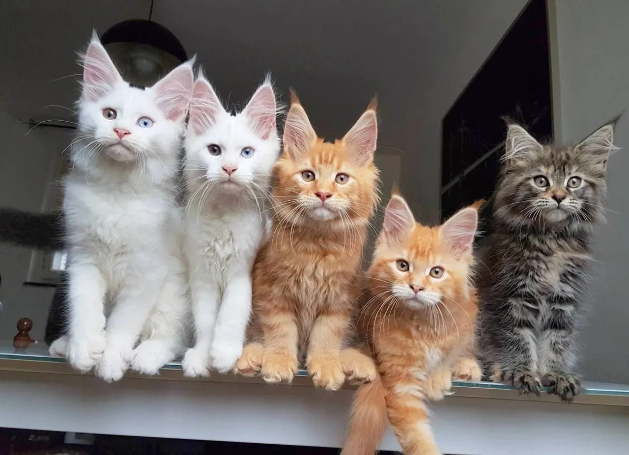 Filhote de Maine Coon - Beleza Selvagem e Personalidade Doce
