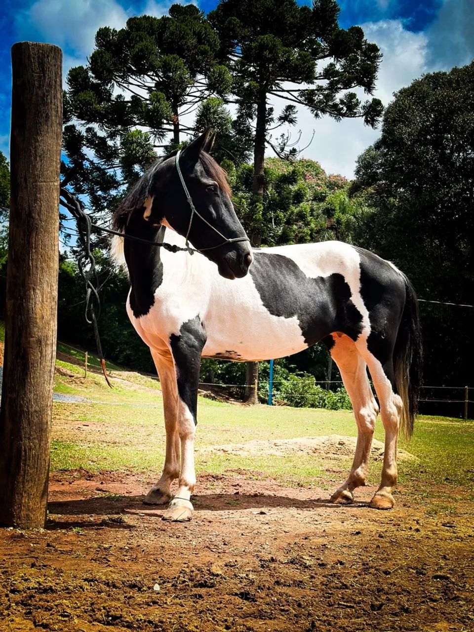 Burro de patrão manso para venda  - Foto 3