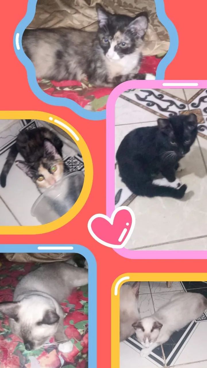 Doação gatos carinhosos ?  - Foto 2