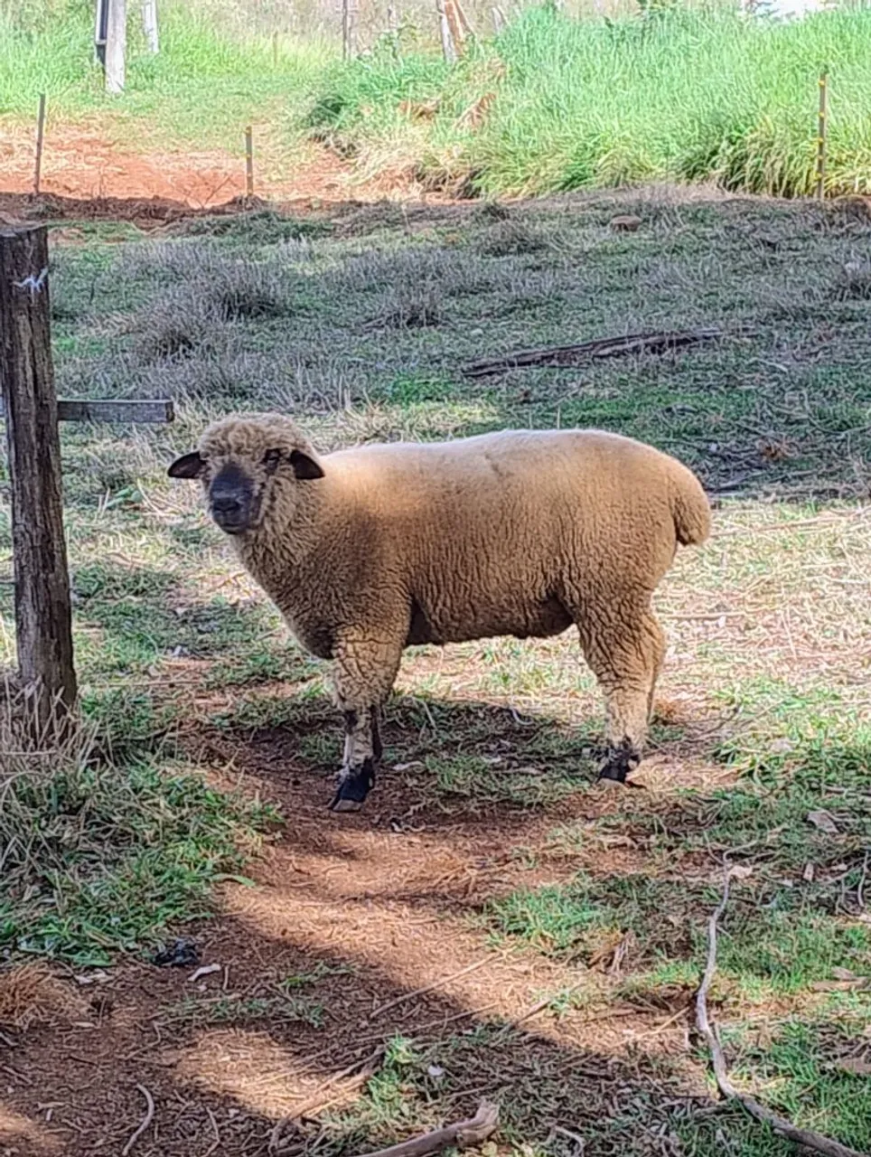 Ovelha para Criação - Raça Hampichire