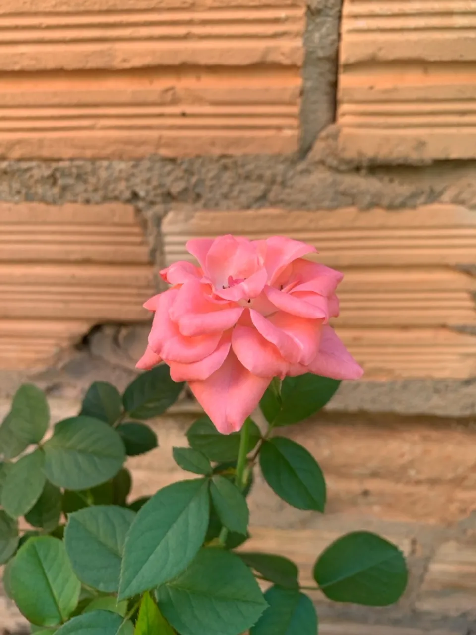 Linda Rosa Coral - Jardim e Decoração