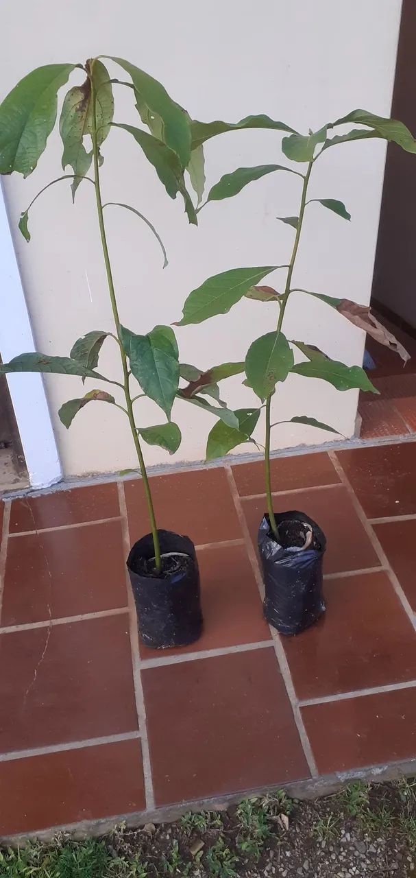 Abacate ?  manteiga - Foto 3