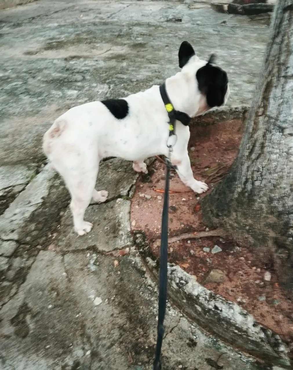 Bulldog Francês procuro Namorada