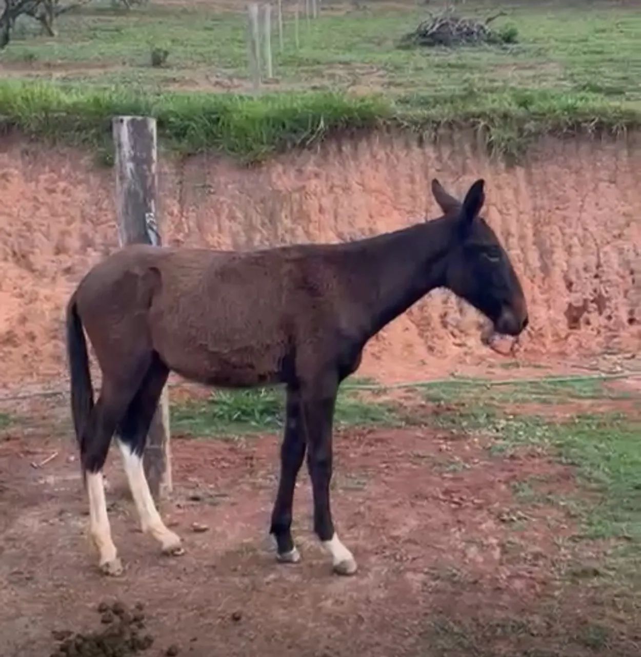 Burro de patrão manso para venda 
