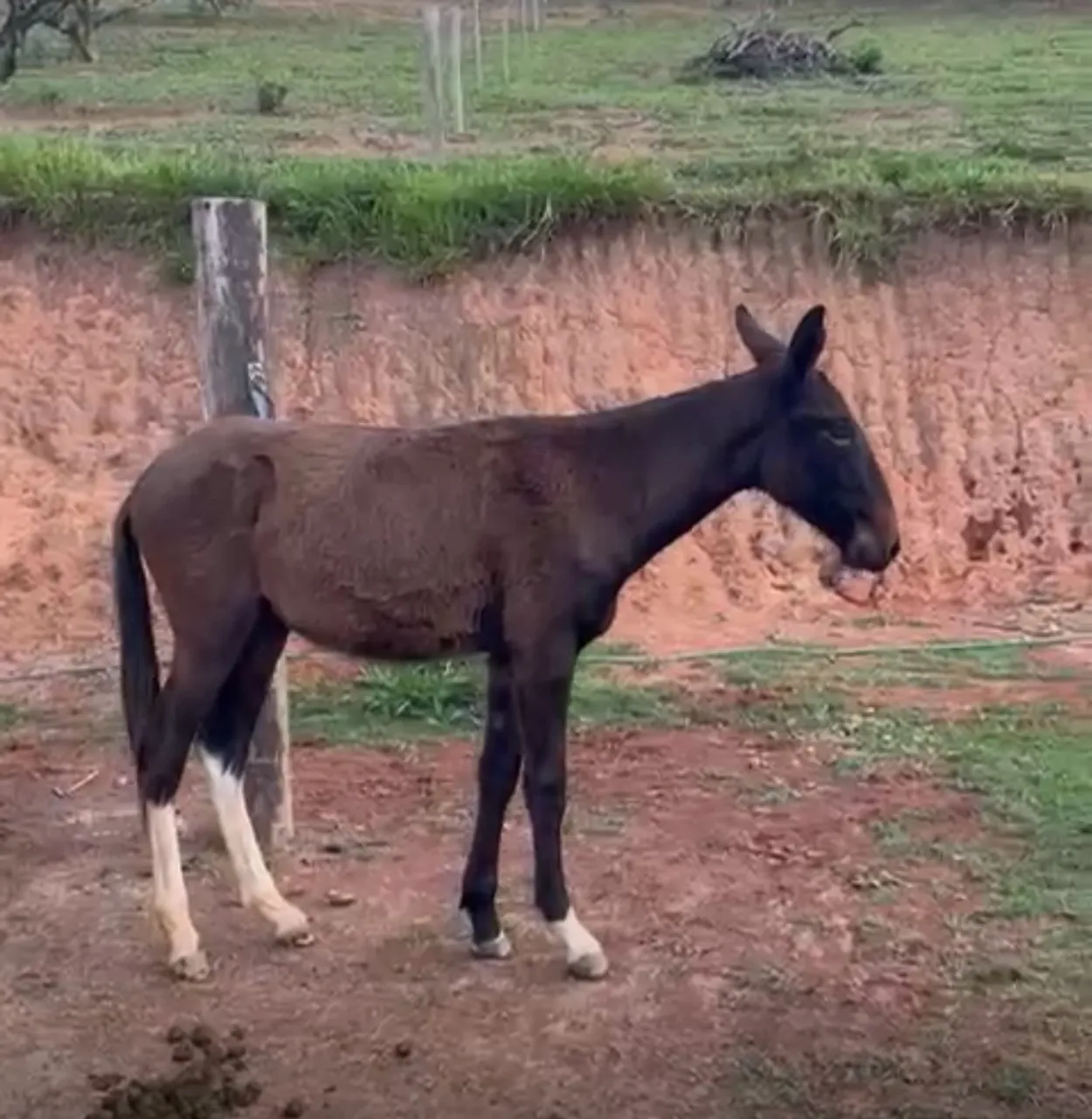 Burro de patrão manso para venda 