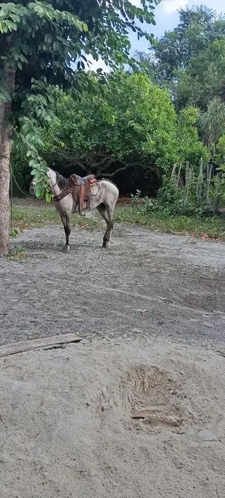Vende-se cavalo - Foto 3