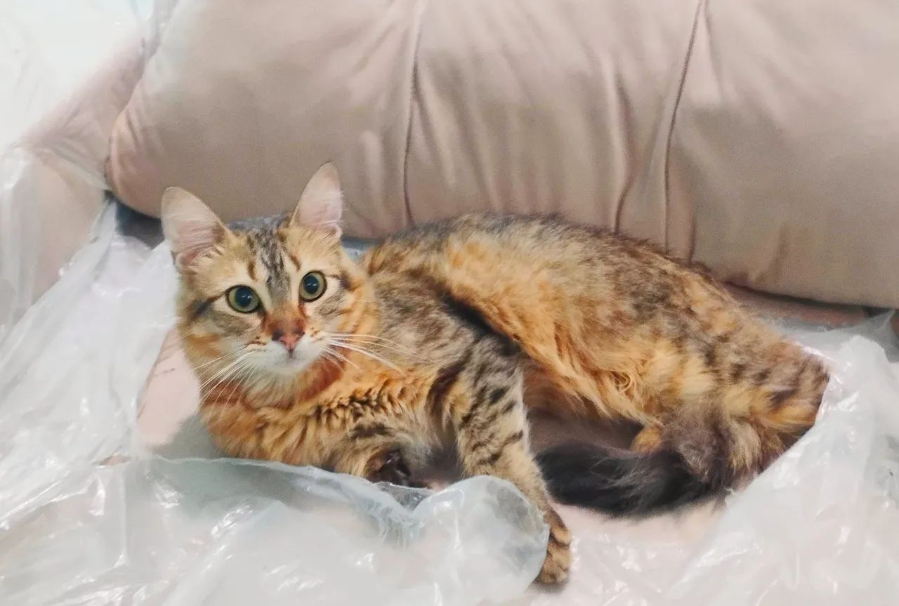 ESTOU DOANDO ESTE LINDO GATINHO 64842813817346120