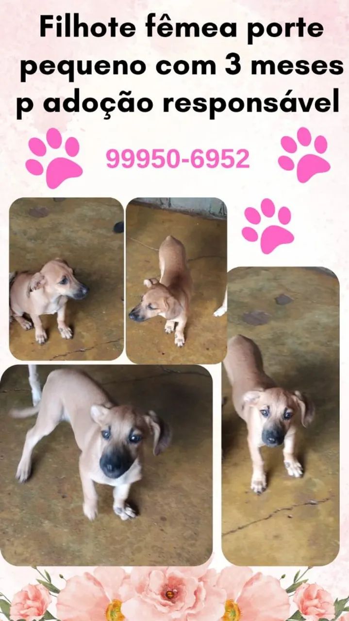 Cadelas adultas porte médio castradas super dóceis - Foto 4