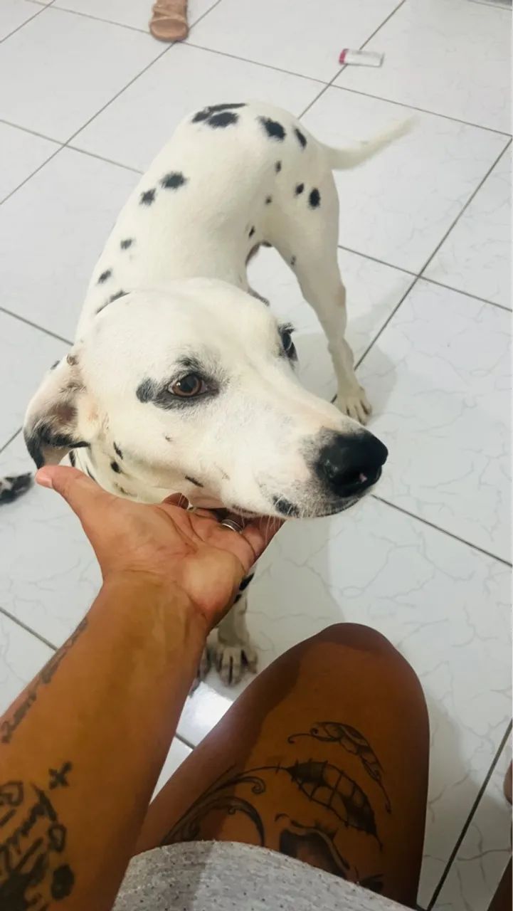 Dálmata puro para adoção - Foto 2