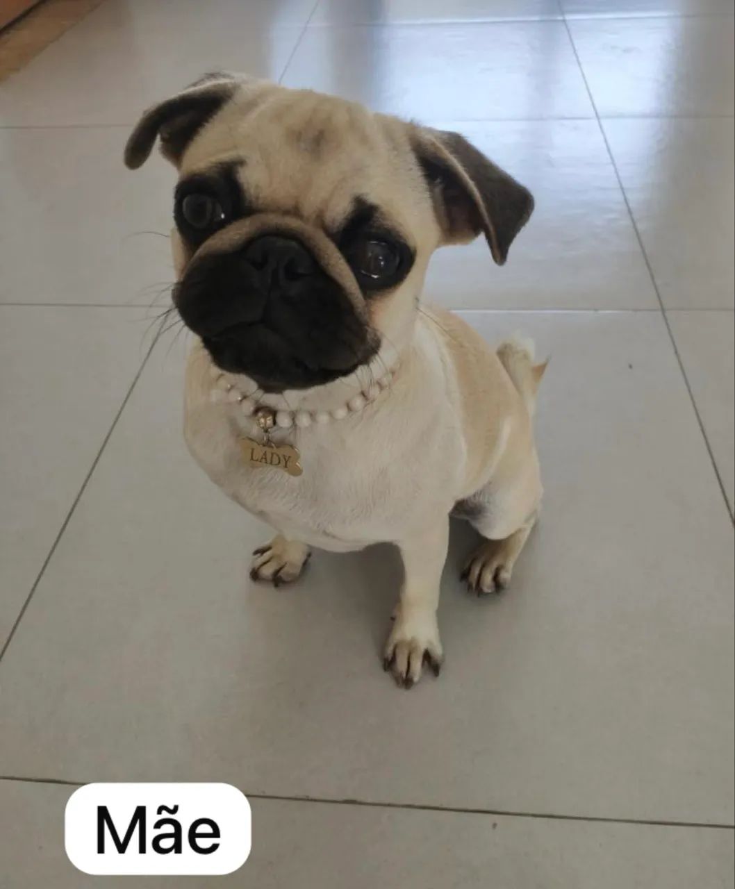 Vende-se filhote pug macho  - Foto 4