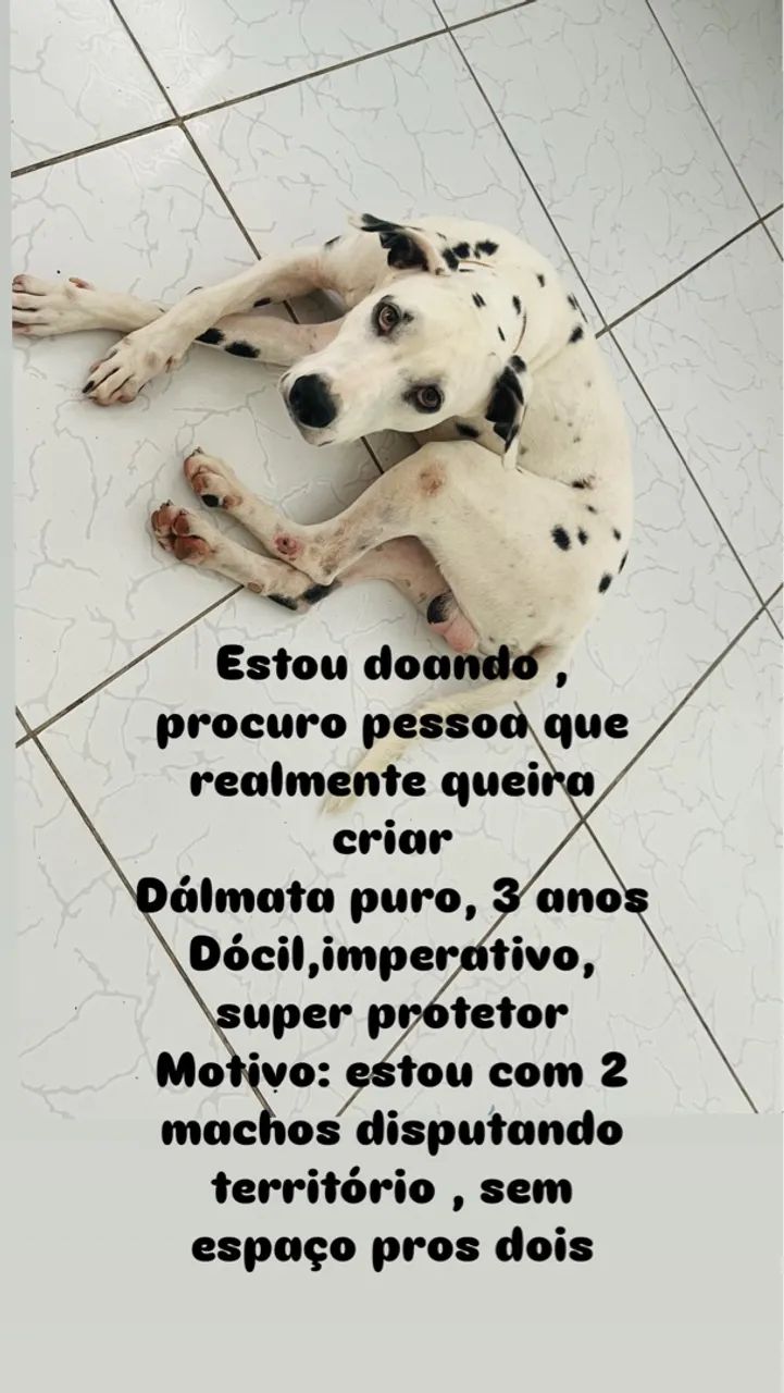 Dálmata puro para adoção