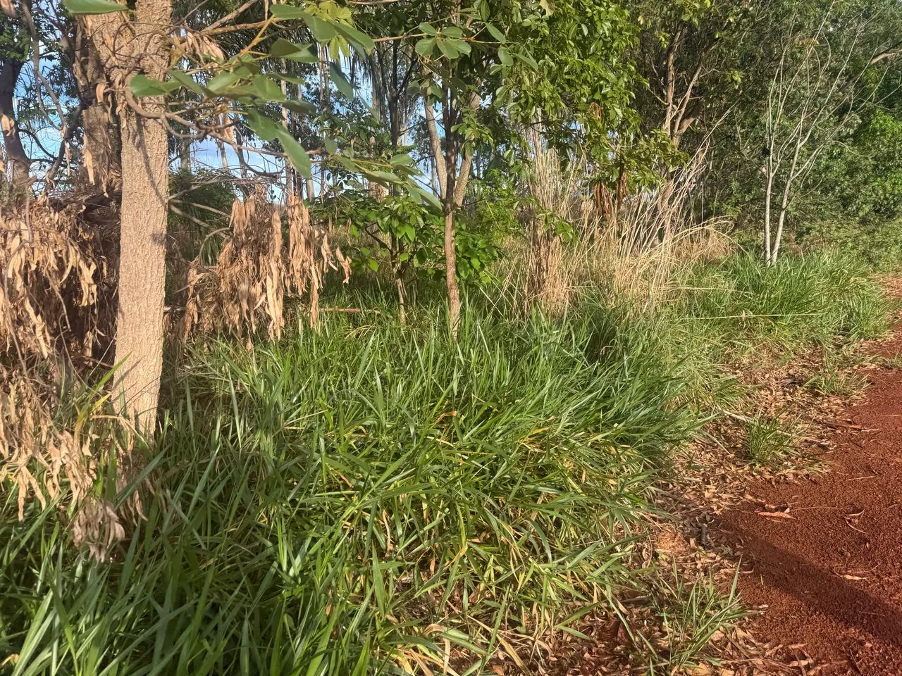 Pasto para gado com terra para pranta milho também  - Foto 2