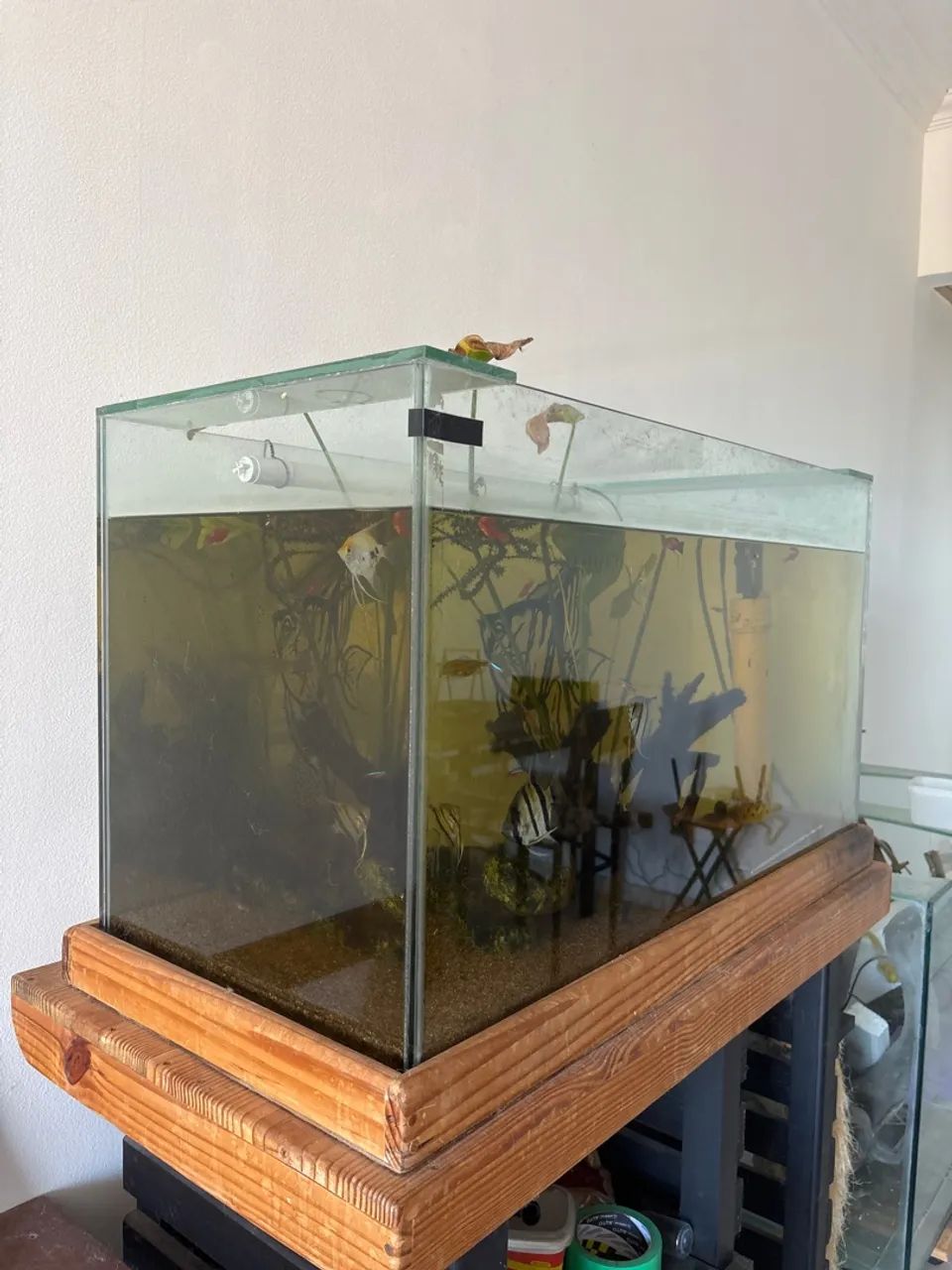 Aquário completo  - Foto 2