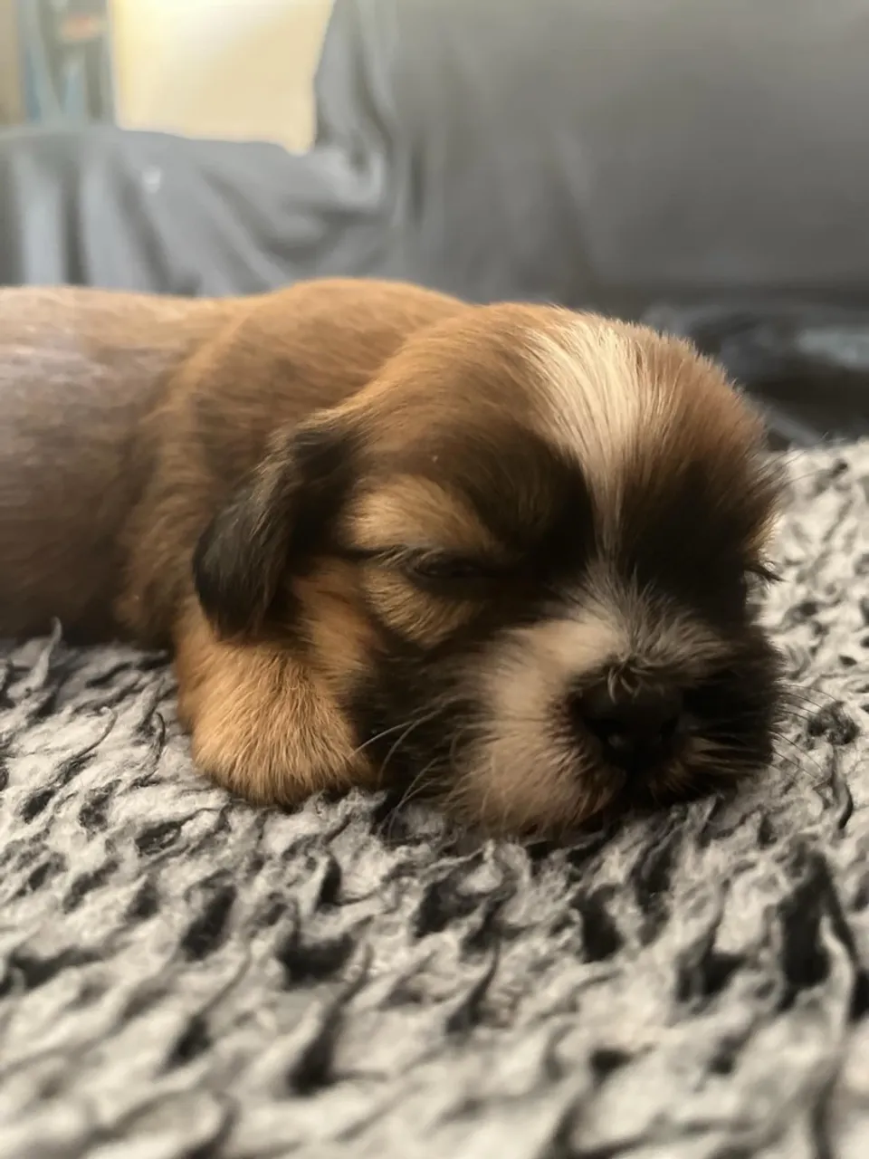 Filhote Shih Tzu