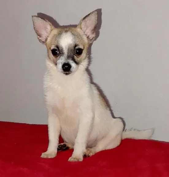 Chihuahua fêmea (mini)