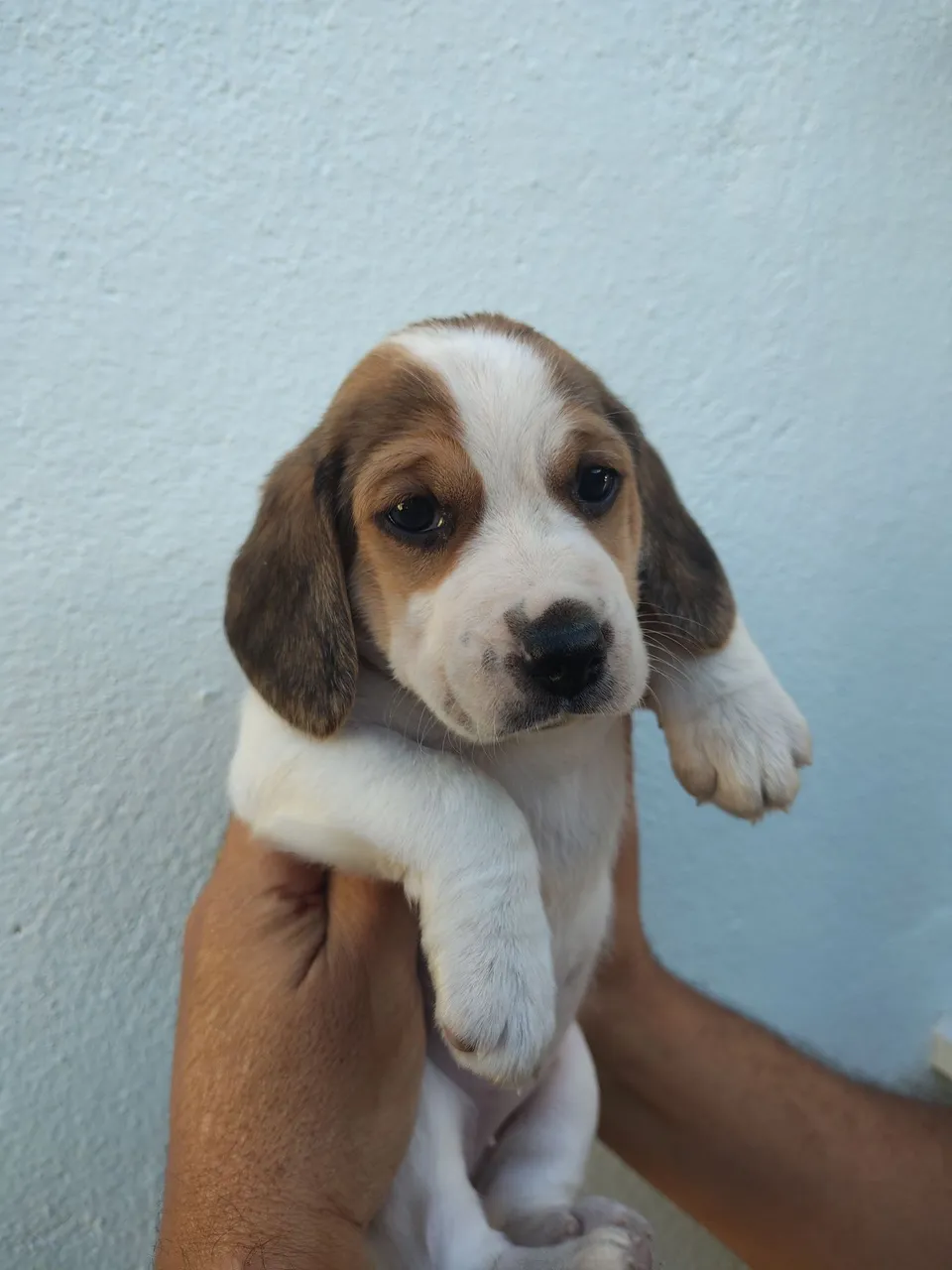 Filhote de Beagle fêmea Tricolor