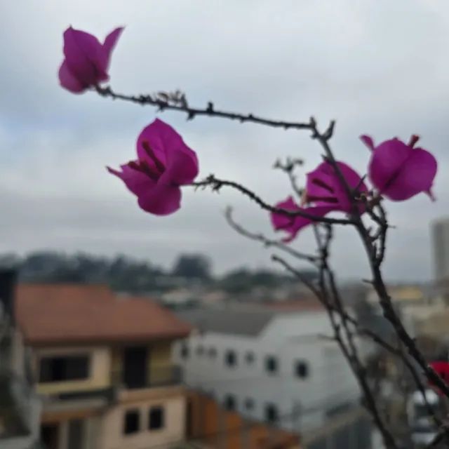 Muda de Primavera - Grande - Foto 2