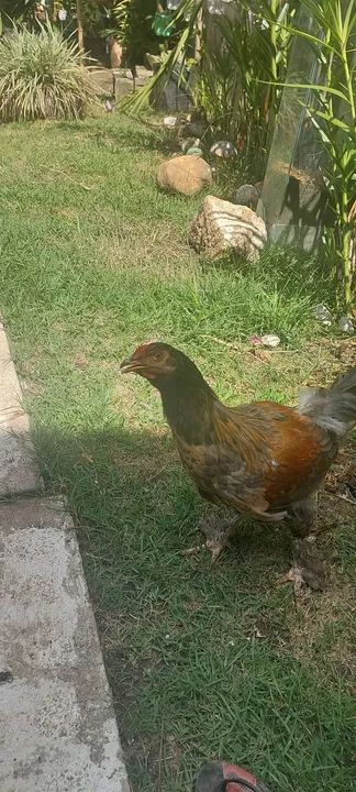 Frango brahma x caipira - Foto 6