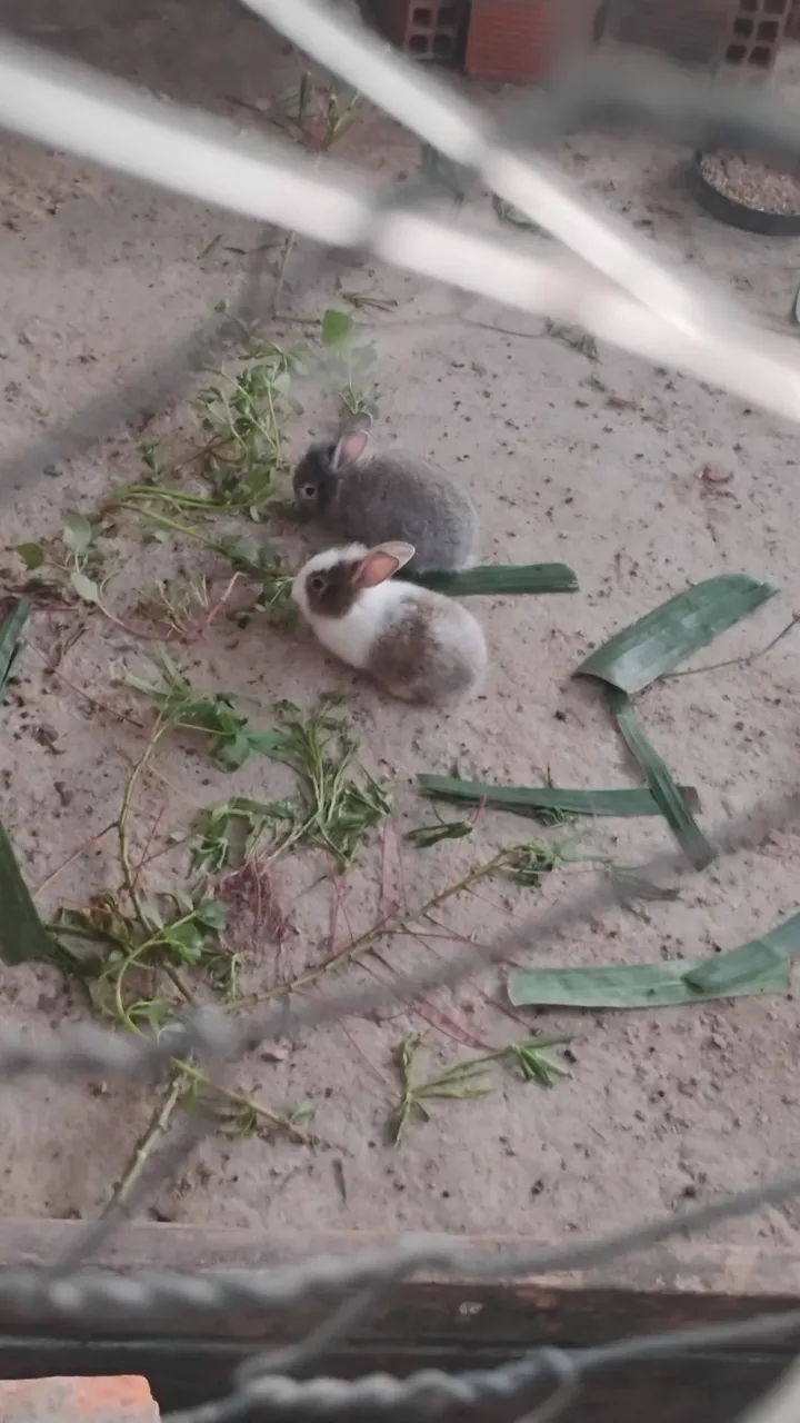 Coelhinhos fofinhos a venda em Sergipe 