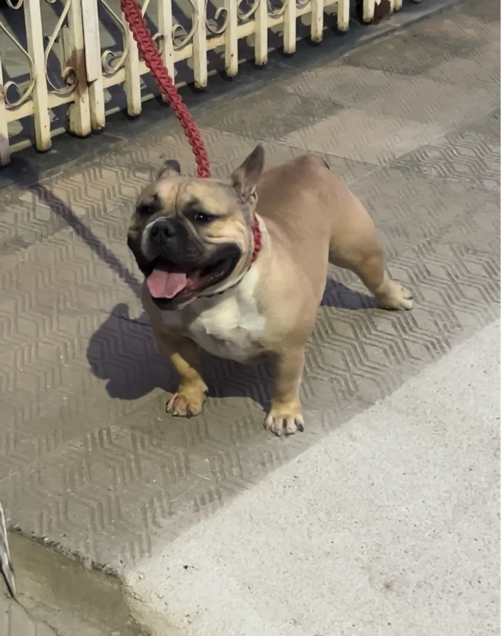 American Bully micro fêmea