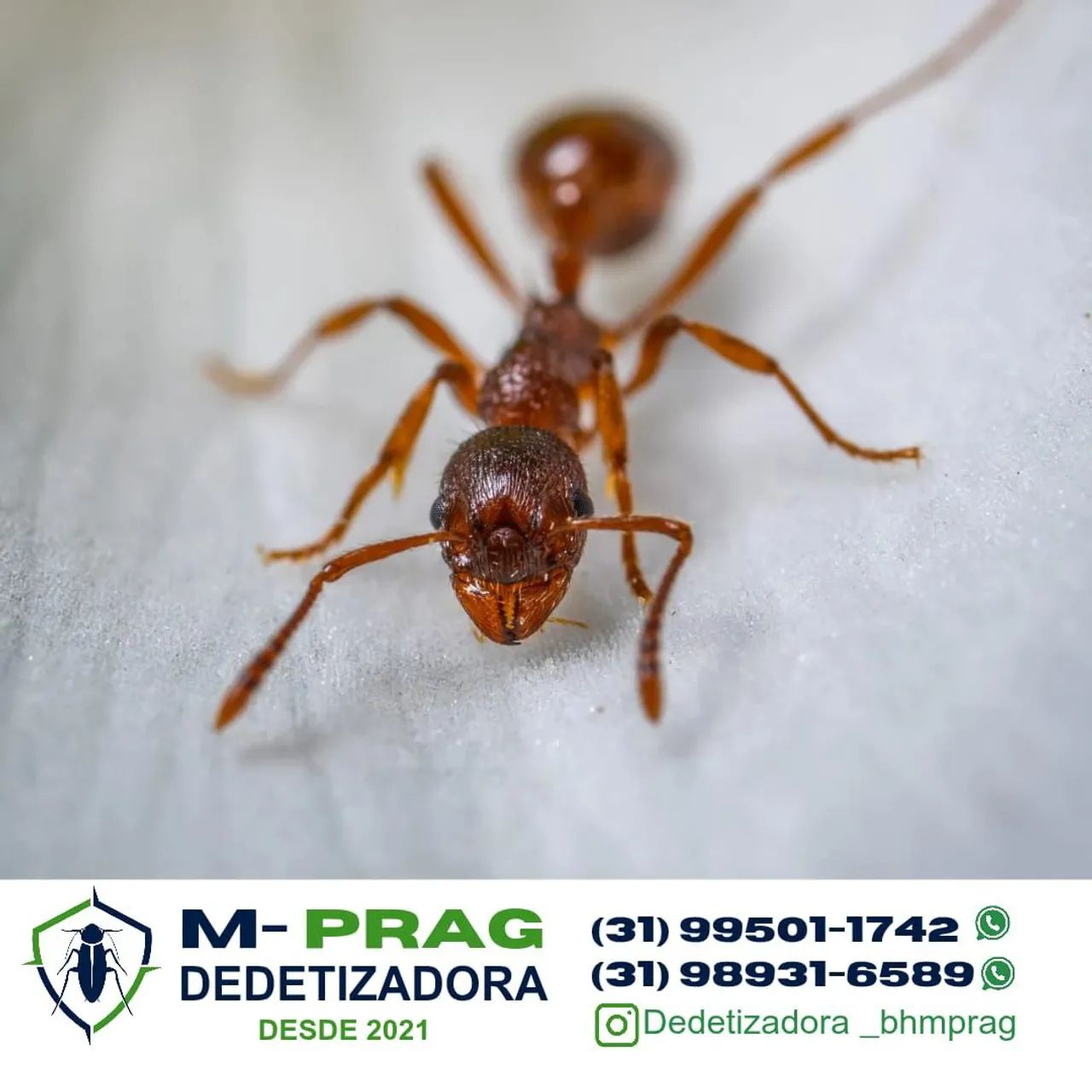 M-PRAG DEDETIZADORA - Controle de Pragas Urbanas  - Foto 4