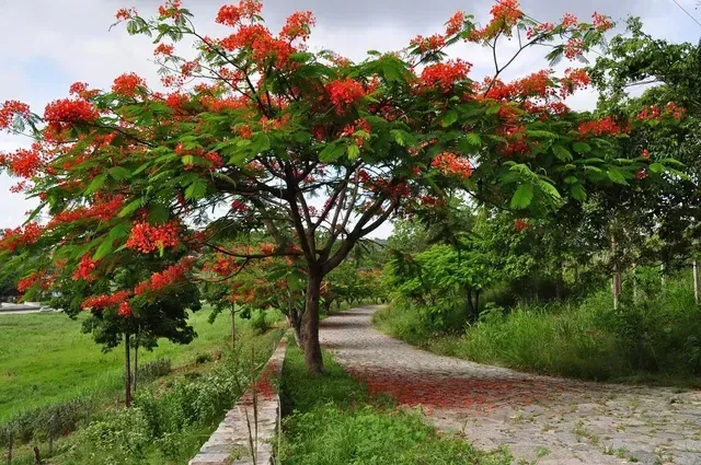 Terreno / Área com 57 hectares, próximo a Bonança (Vitória de Santo Antão)