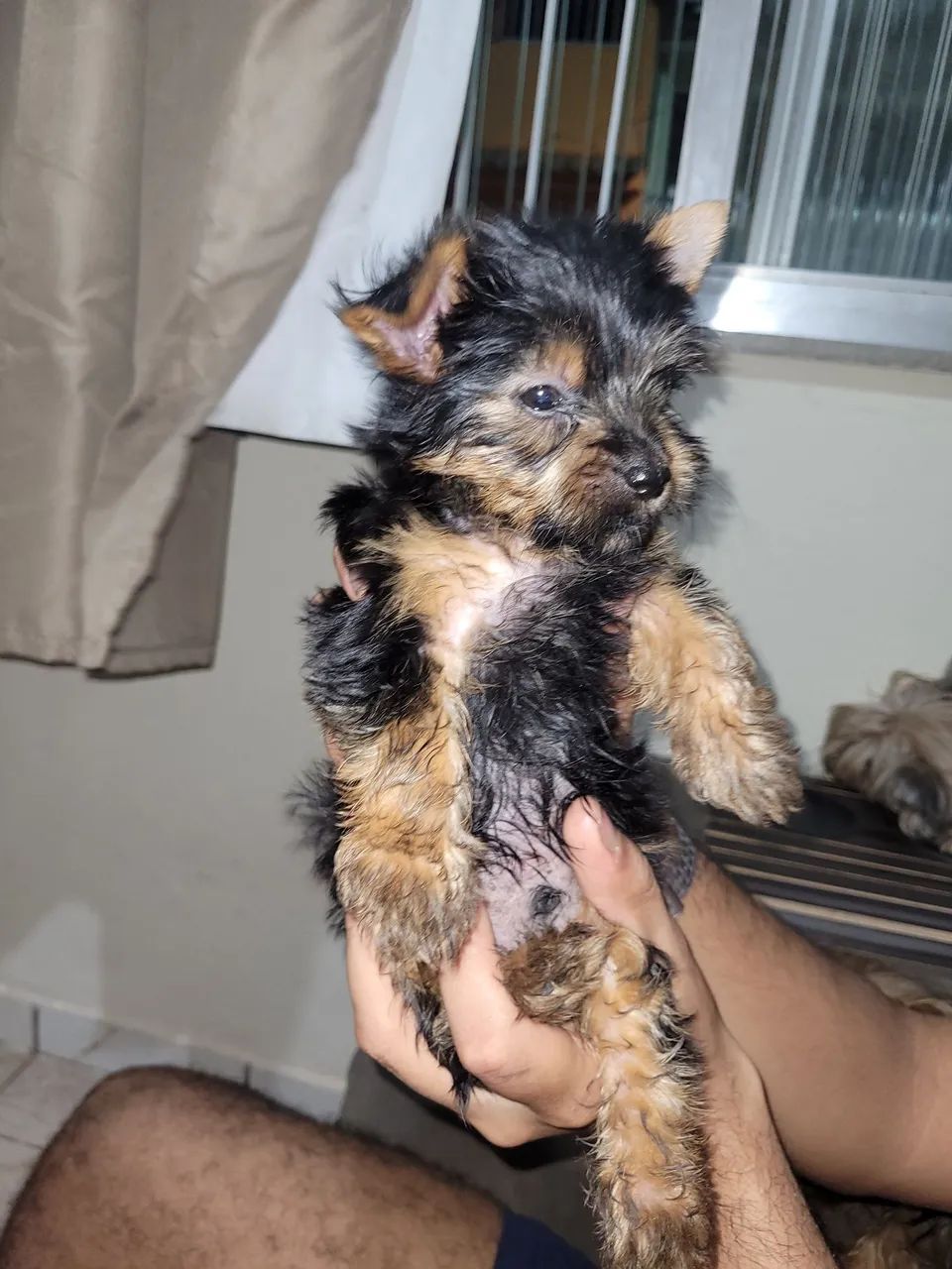 Yorkshire Terrier Filhote