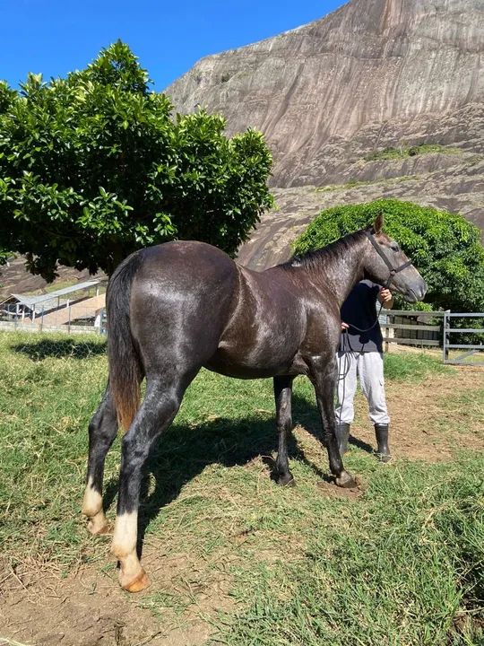 POTRA Q.M REGISTRADA 