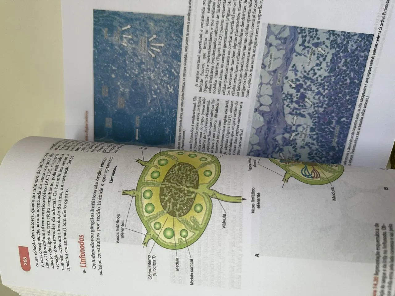 Histologia básica  - Foto 5
