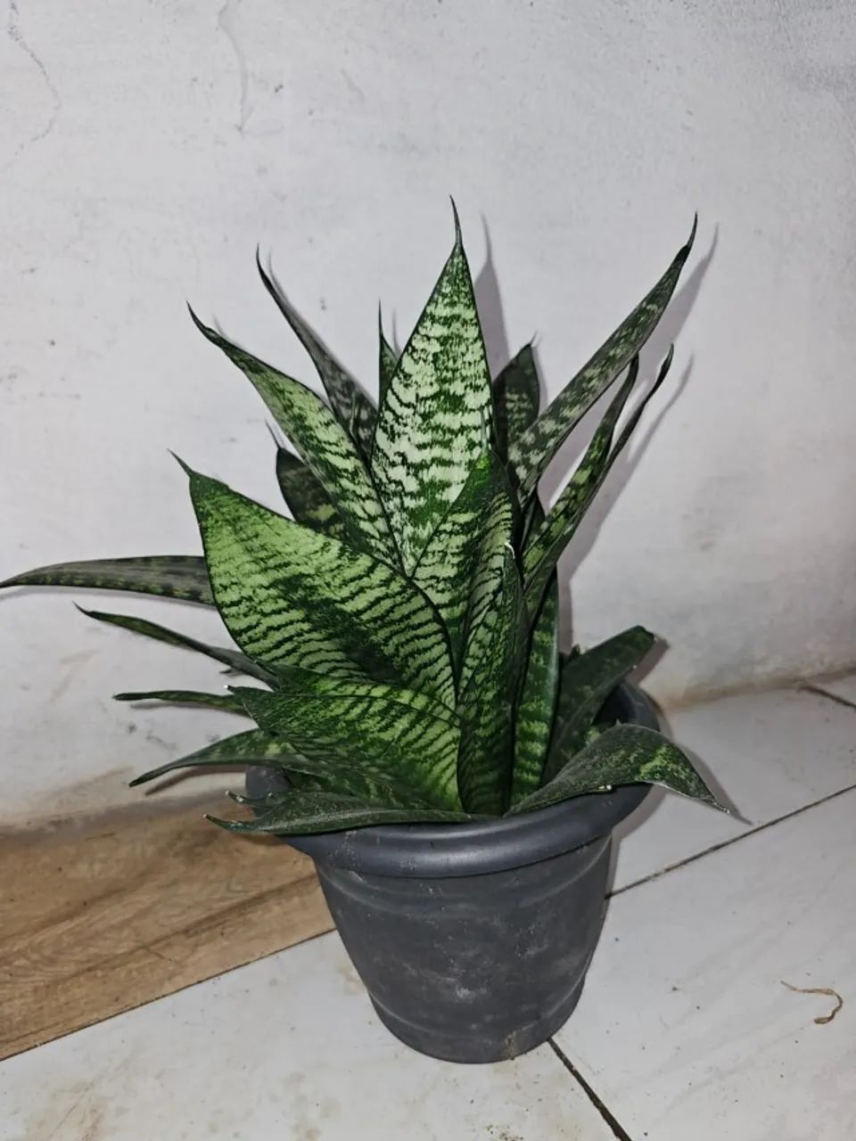 Espada de São Jorge Cilíndrica  - Foto 2