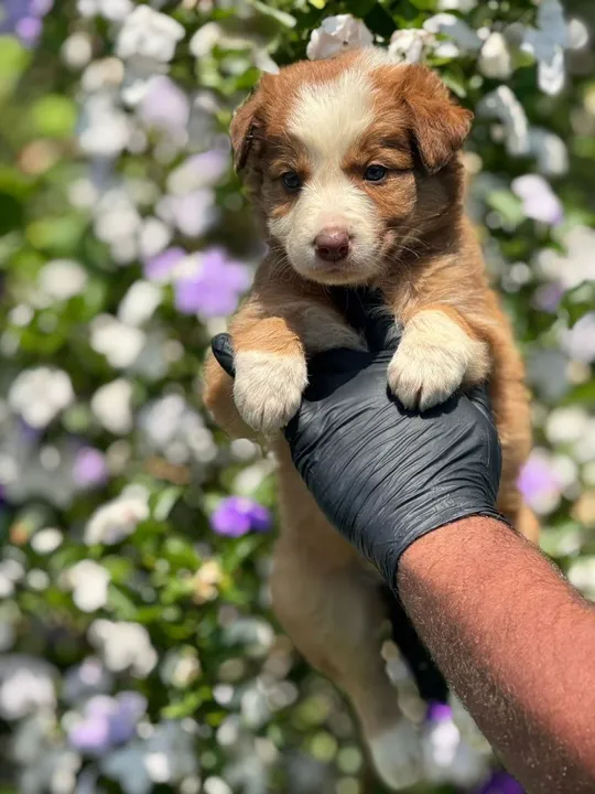 Border Collie-