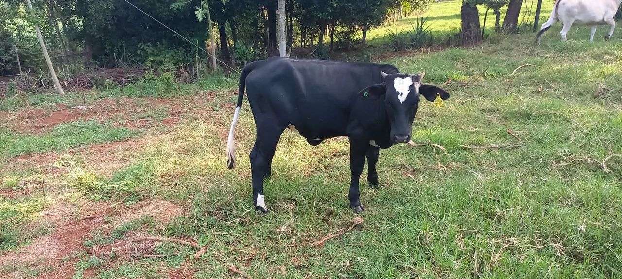 Vacas com cria REDFORT - Foto 5