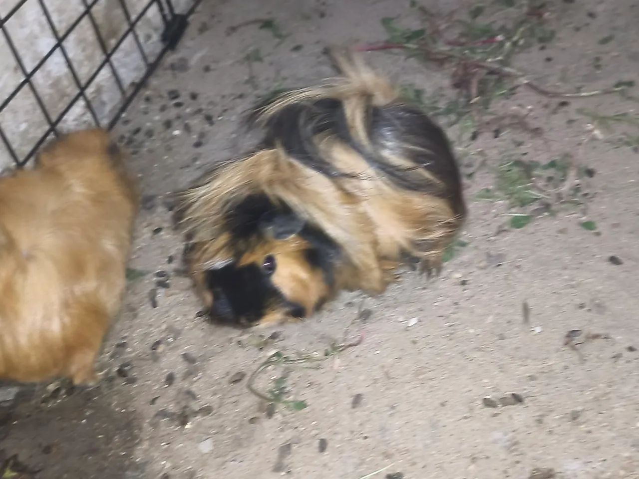 .Porquinhos da índia. Peruano64167789315074121