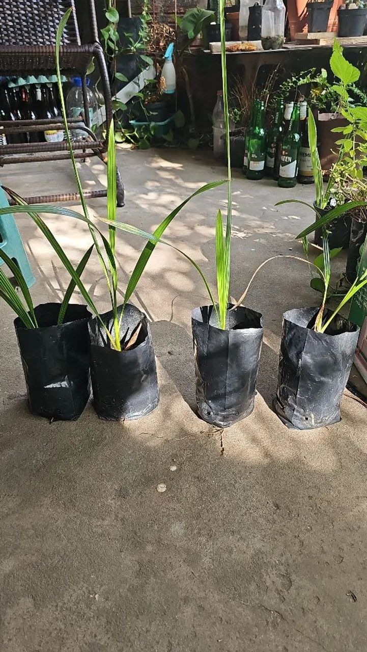 Mudas de Tamareira rara  - Foto 2