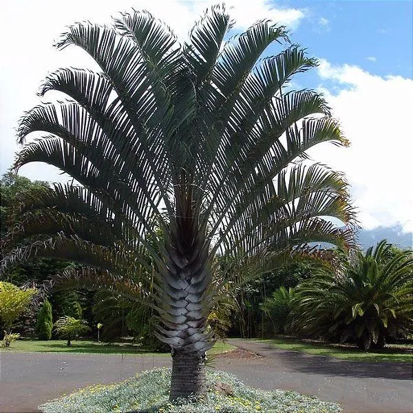 Palmeira triangular- Linda e Exótica!