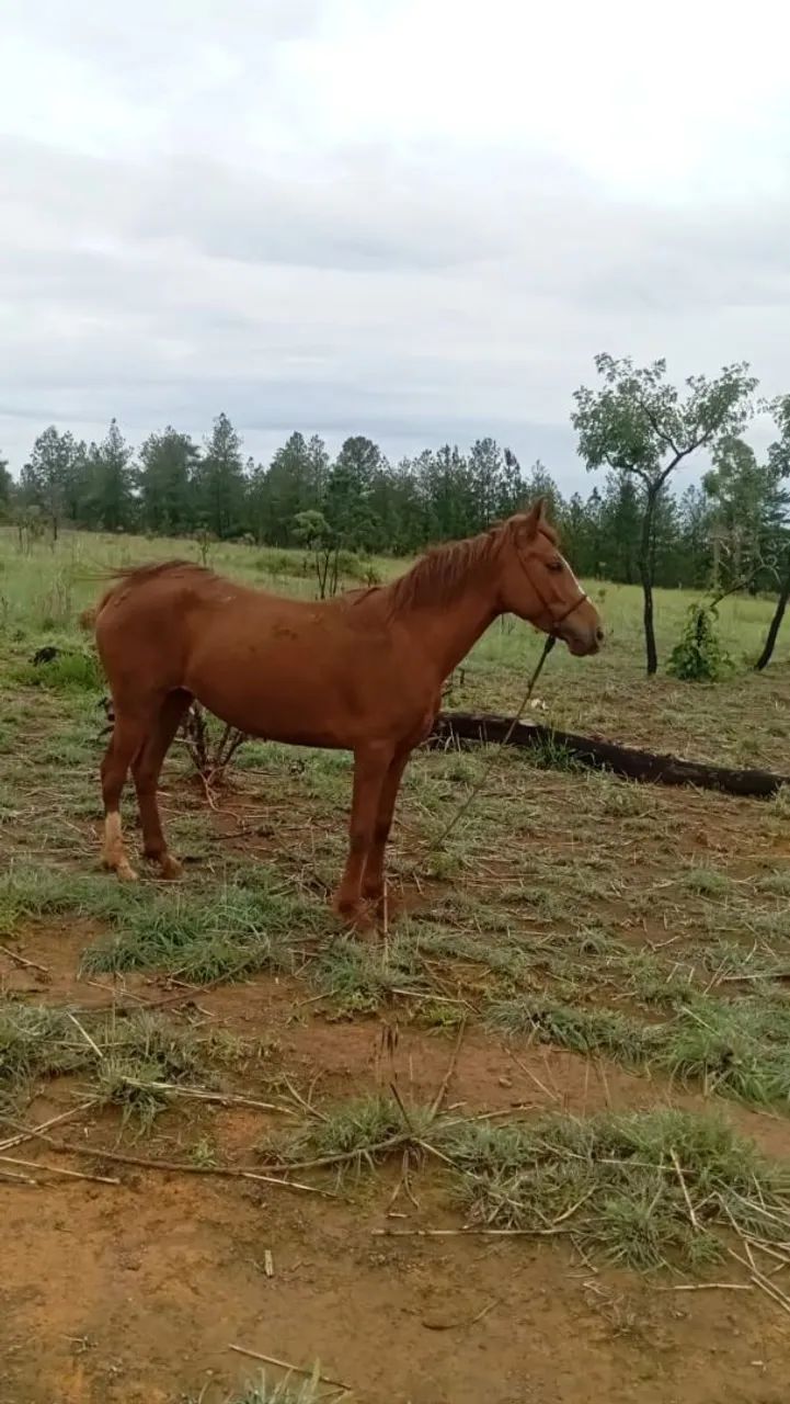 Égua Manga Larga e cavalo vai junto 